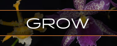 grow.jpg
